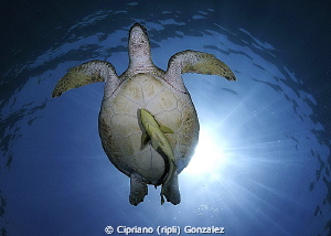 Turtle at amazing Abu Dabbab by Cipriano (ripli) Gonzalez 